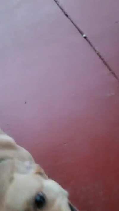 Someone said my dog would fit in nicely here