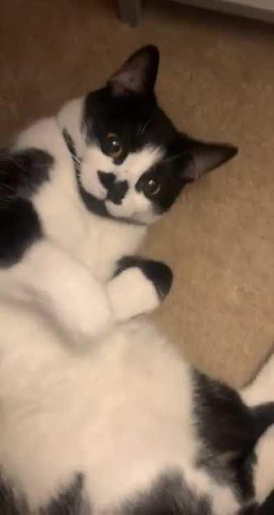 This lil man just begging for belly pets