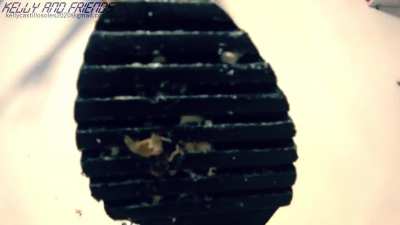 Hermosa Silvia crush cricket en sandalias