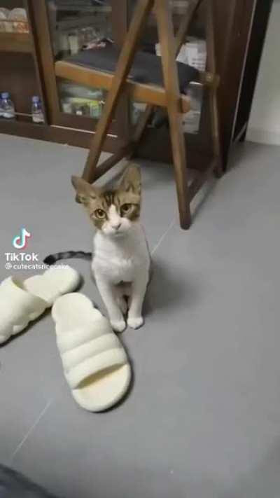 in this episode of Asshole cats I find on TikTok, this gem