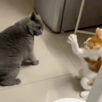 to scare the bigger cat