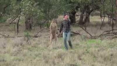 Mate boxes a Roo bullying his dog