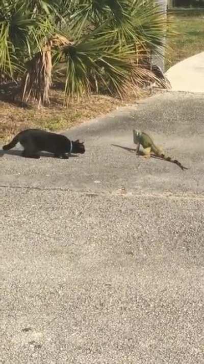 A cat and a lizard walk into a bar