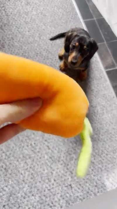 This is my new boy BiFi (Beefy), he’s 10 weeks old and a very lovely friend. I’ve never had a puppy so young before though and just wanted to know if you guys could watch this video of him being him for a minute and let me know if you see anything out of 