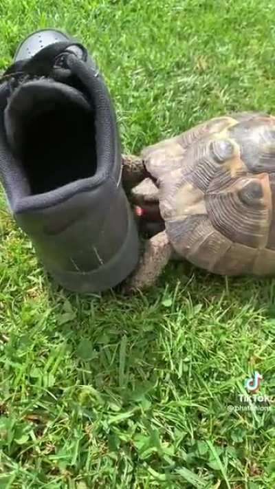 Fuck this black shoe