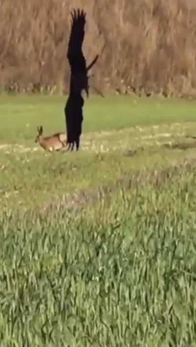 This rabbit outmaneuvering a eagle