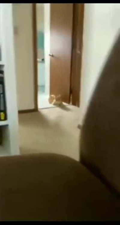 Get a cat they said… it’ll be fun they said