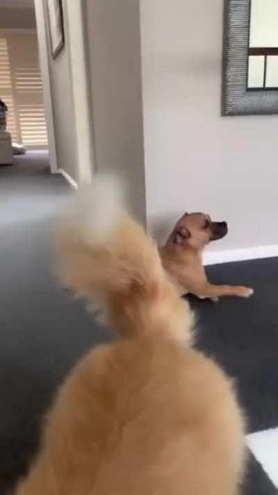 Let's pretend to be a corgi with their stupid little legs