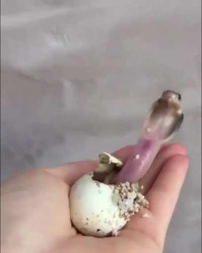 🔥 Hatching of a Baby Cobra
