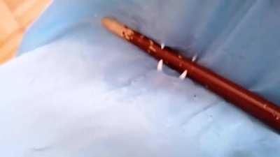 Cat bites through the cat tunnel