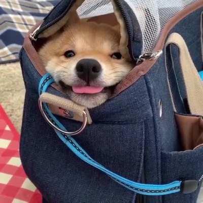 Bag of pupper (Item description in comments)