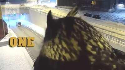 The Animal News Network Traffic Report