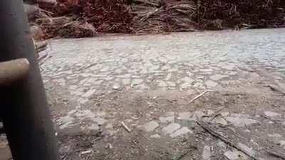 QUEM DEIXOU OS CÃES SAÍREM