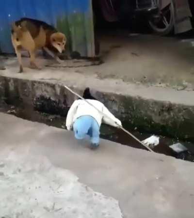 dangerous rooster with a weapon