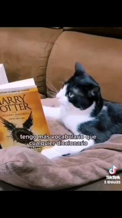 Gatos (como las quiero)