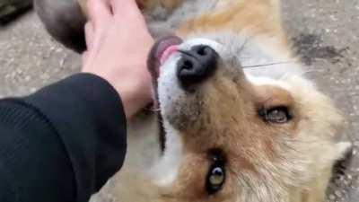 Hehehheheh human is back heheheh