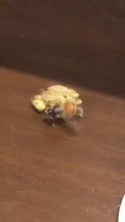 Bumble Bee found the weed