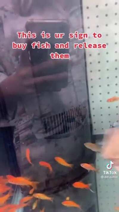 To “rescue” freshwater fish by releasing them into the ocean.