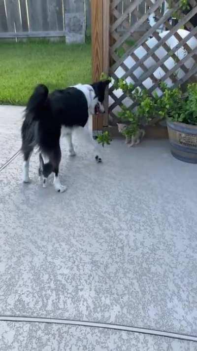 Phoebe the kitten nanny