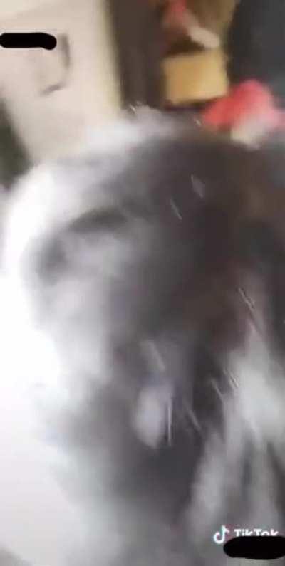 Not sure where to begin... maybe with the horrible box dye?