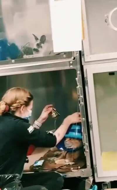 What goes on in the vets office...