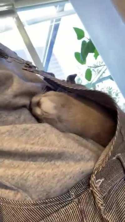 No Cameras! Only Cuddles!