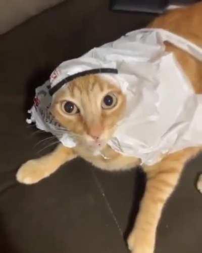 Giga Mega Ultra Chad Bossnian cat