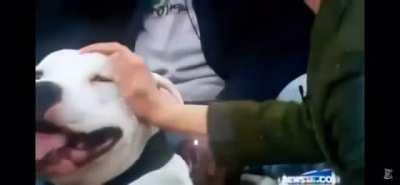 Dog bites journalist live on TV