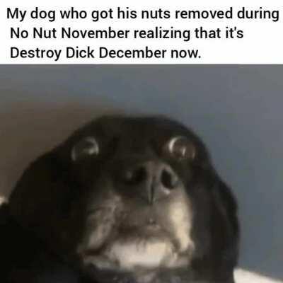 I haven't seen my dog today for some reason..