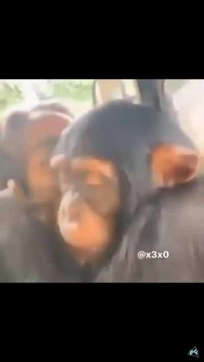 Monke want girlfriend, monke sad