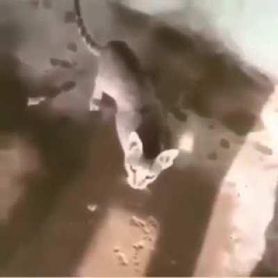 Least racist pakistani