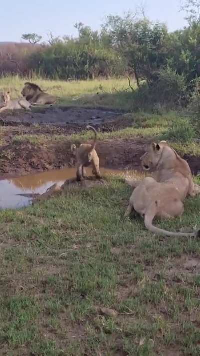 Proof that cats will knock anything off the edge