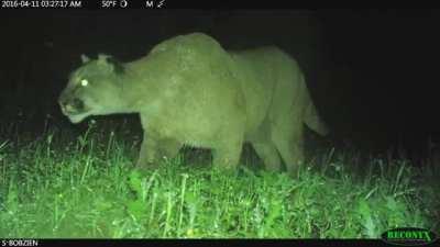 Just a possum possuming without posthumous poss poss