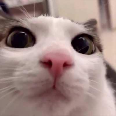 Eu se houvesse um apocalipse