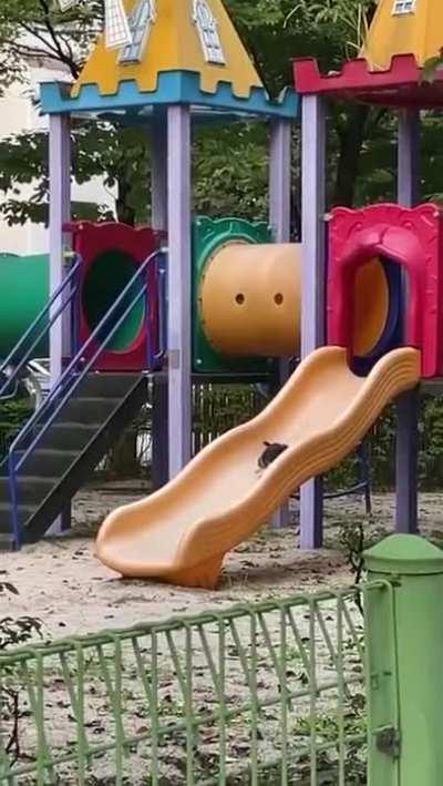 Kitty having a good time on the playground