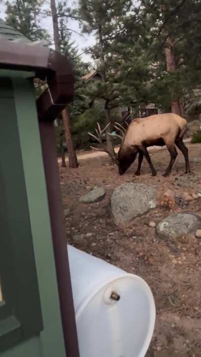 My dad just sent me this video of a bull in his backyard.