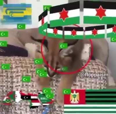 floppa islam نحن نحبها 😂😂😂 floppa رائع جدا