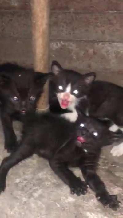 Me : Provides shelter and expensive cat food for stray cat so she can happily nourish her kids Her kids :