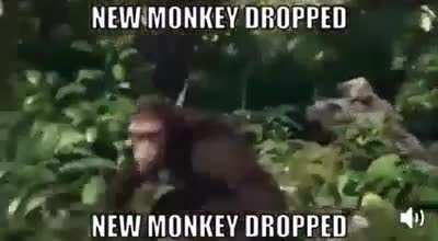 Ayo they dropped a new monke