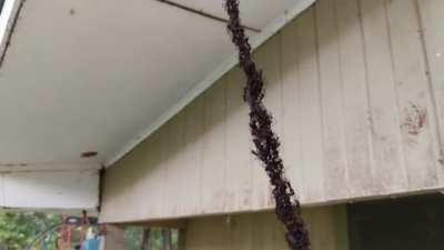 Army Ants Build Bridge to Invade Wasp Nest