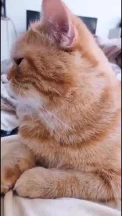 If my chin fits, I sits.