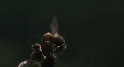 Camera somehow keeps bees in-frame while flying, AND captures him where he falls after mating with the future queen.