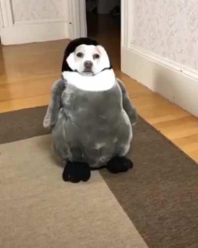 Guys I just found out Apandah femboy isn't real😟😦😟😧😧(this is a funny dog video that help me through the realisation)