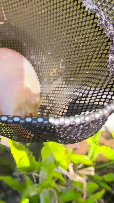 My neighbors fish has been living with this for three years!