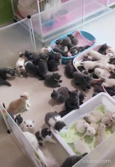 A Collective Of Cuteness