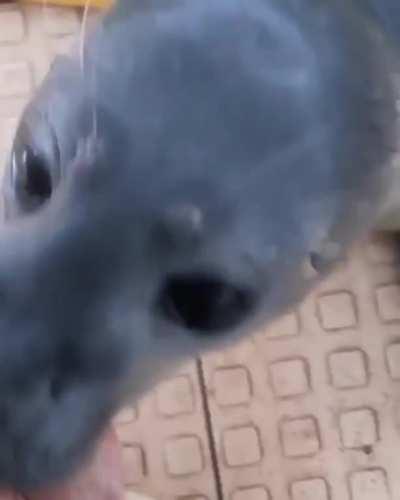 TeRrIfYiNg SeA cReAtUrE dEvOuRs A hUmAn SoUl