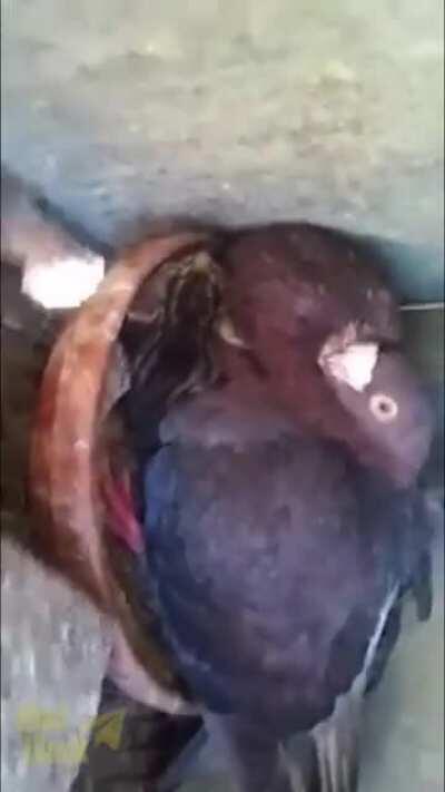 Here, kitty, kitty, kitty