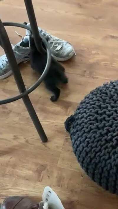 The greebles have infested the home and the home protector is hunting them out!