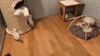 Pointy tailed Ragdolls!