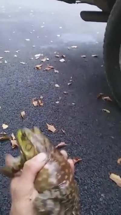 Боевой клич лягушки-быка